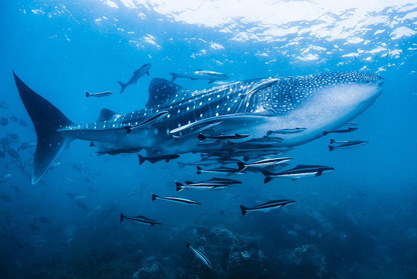 In search of whale sharks