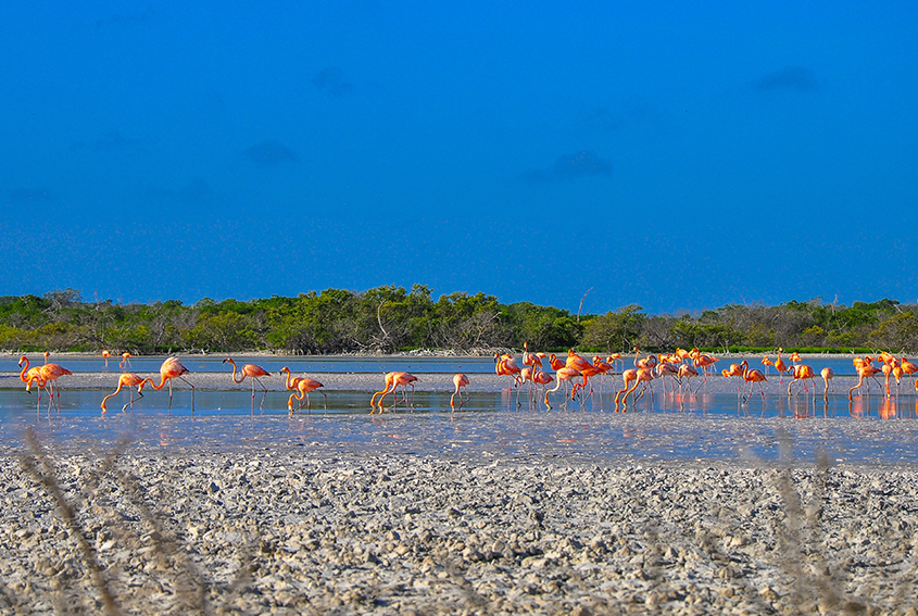 Amazing Wildlife Encounters in the Yucatan