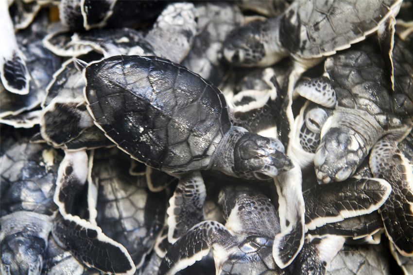 Turtles