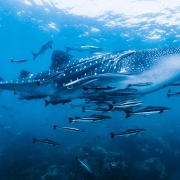 whale