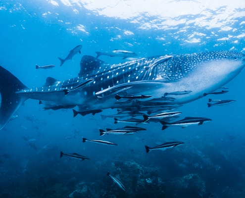 whale
