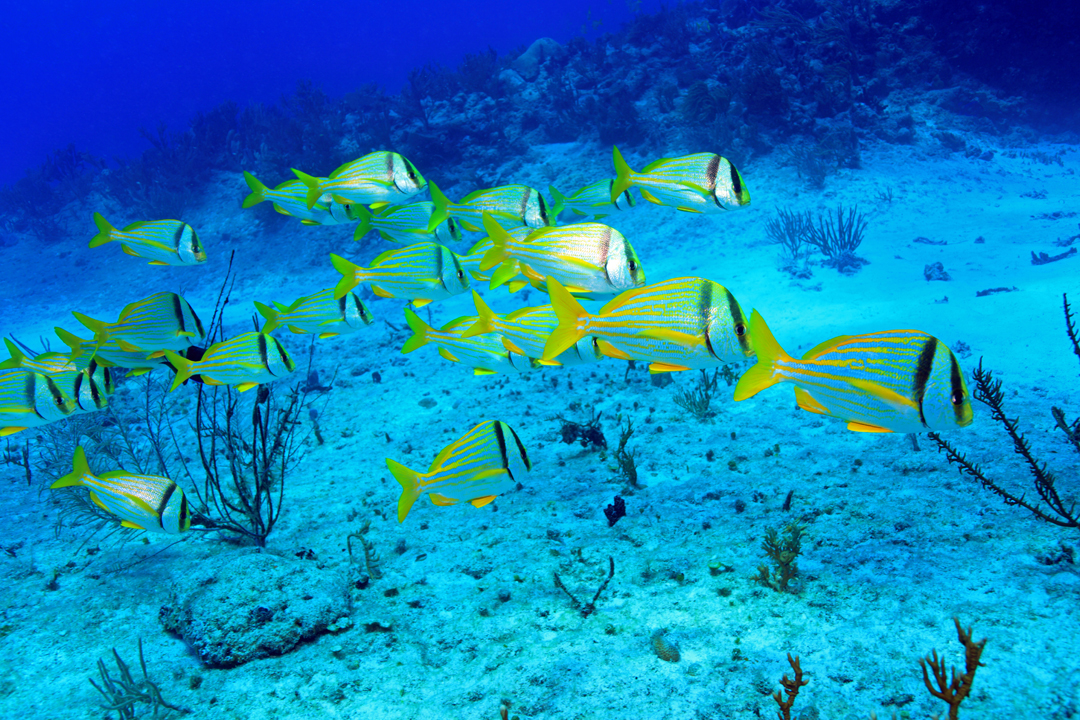 Porkfish
