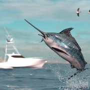 Pesca deportiva