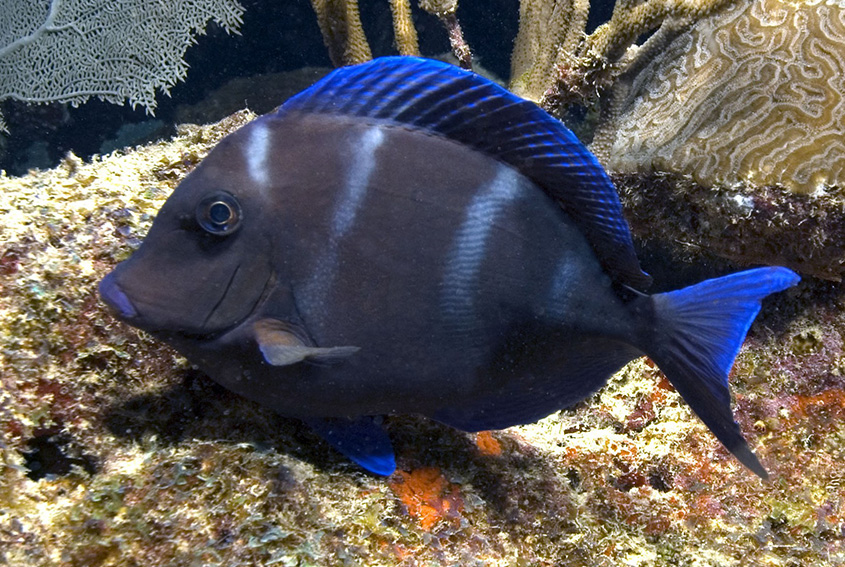 Blue tang