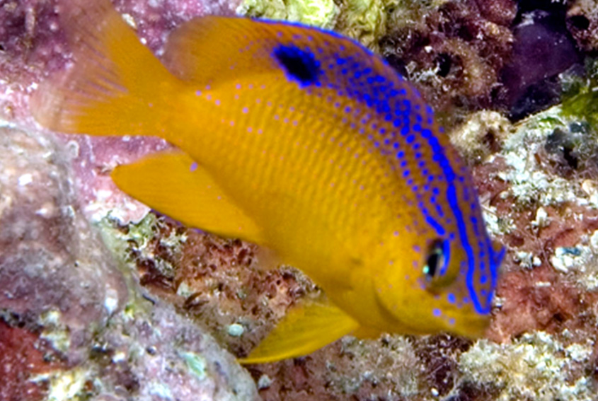 Cocoa damselfish