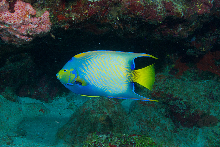 Queen angelfish