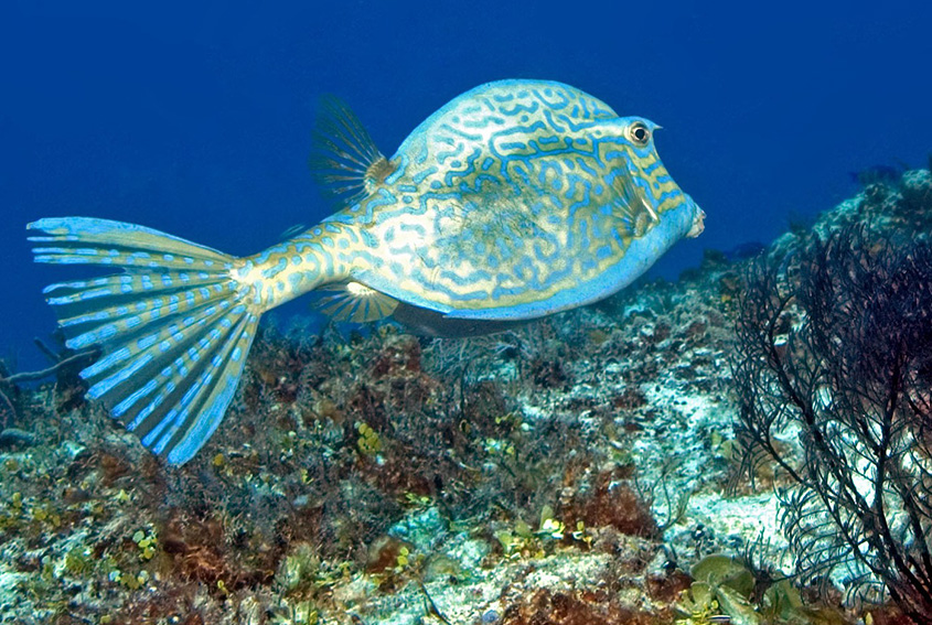 Scrawled cowfish