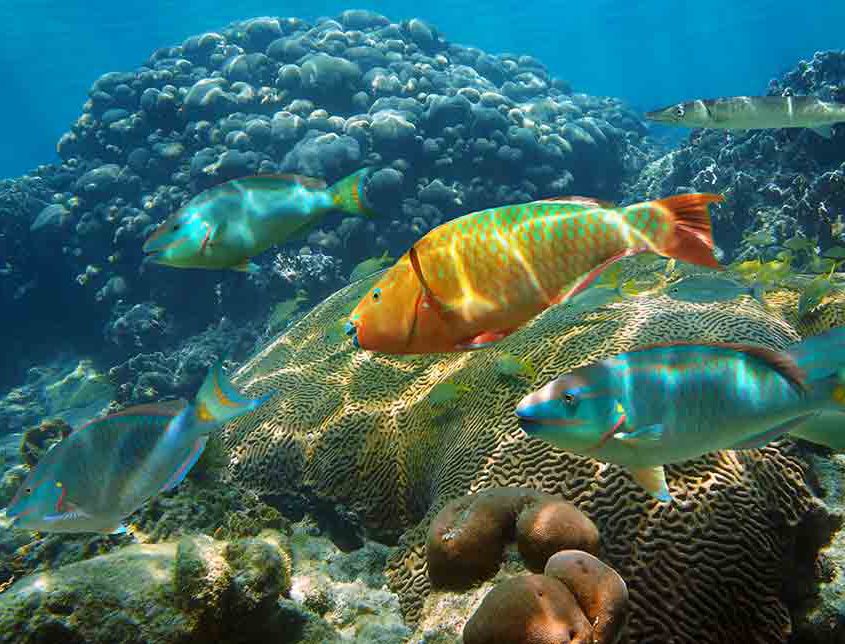 Stoplight parrotfish