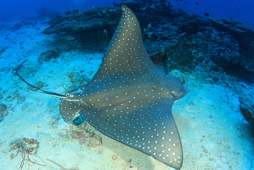 Spotted eagle ray