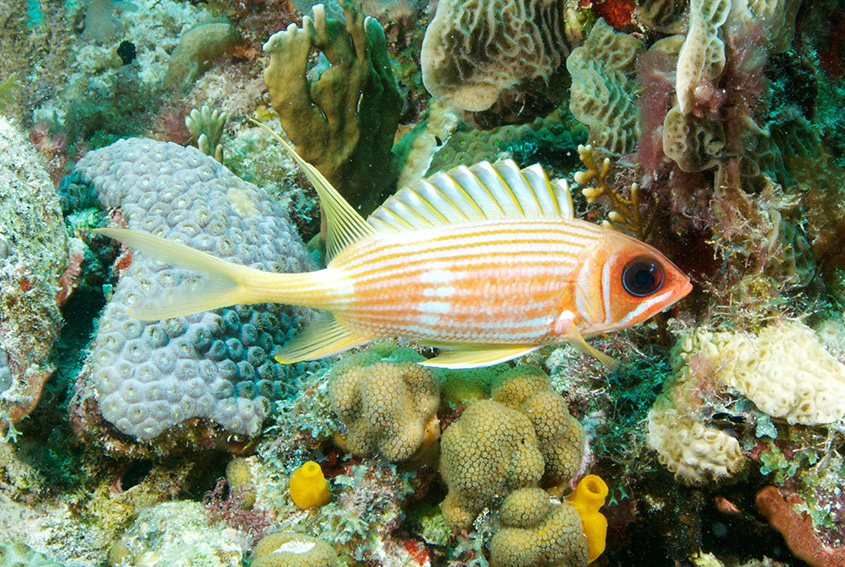 Squirrelfish