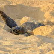 Turtle