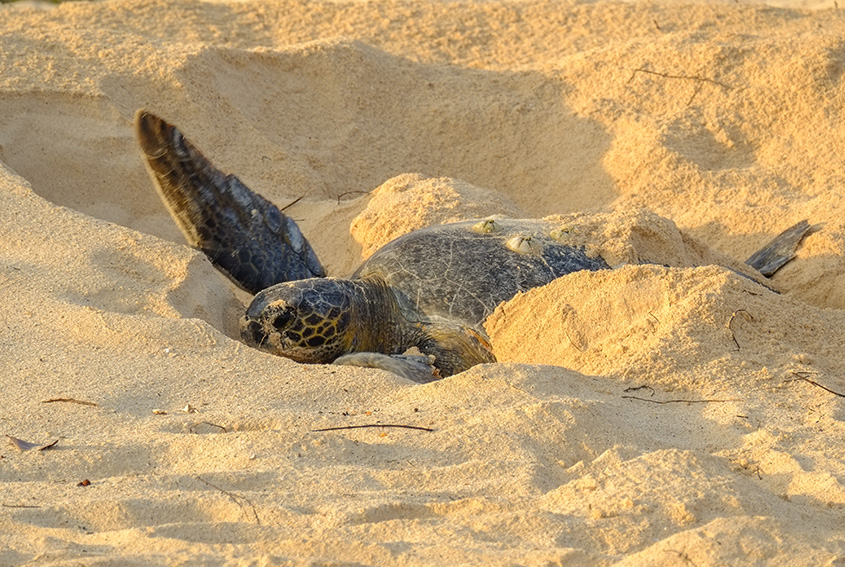 Turtle
