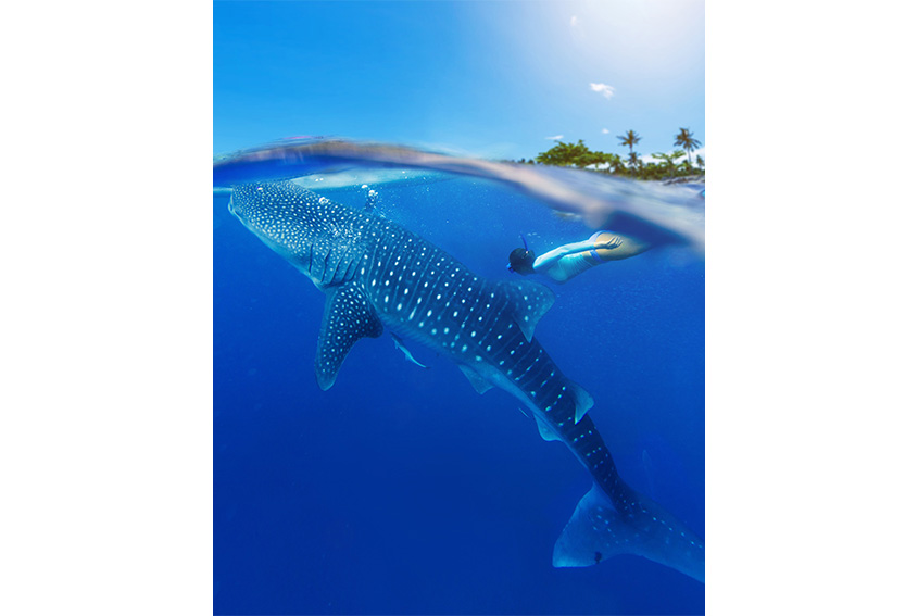 Whale shark