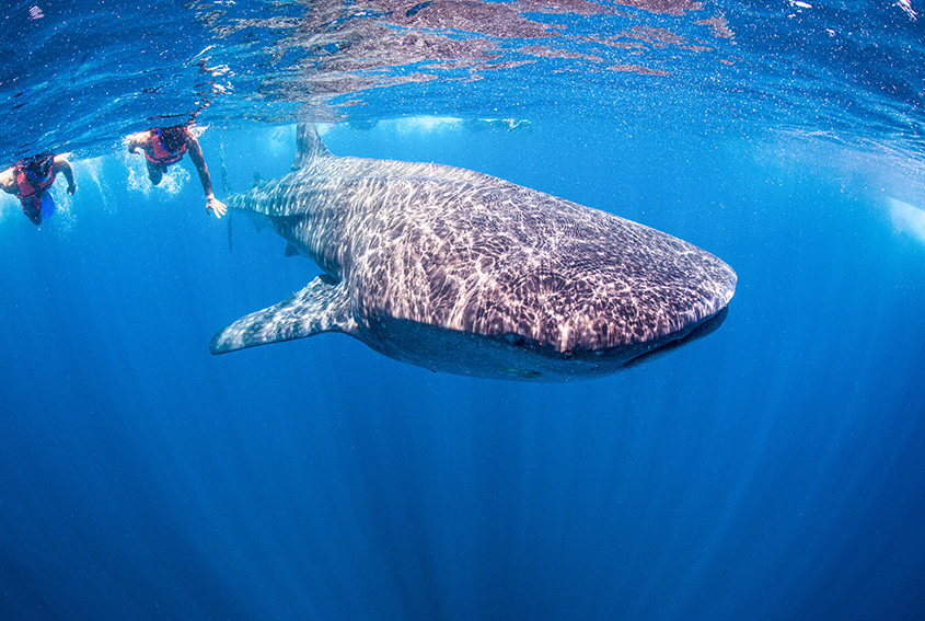 Whale Shark Swimming: Why is May the Best Month