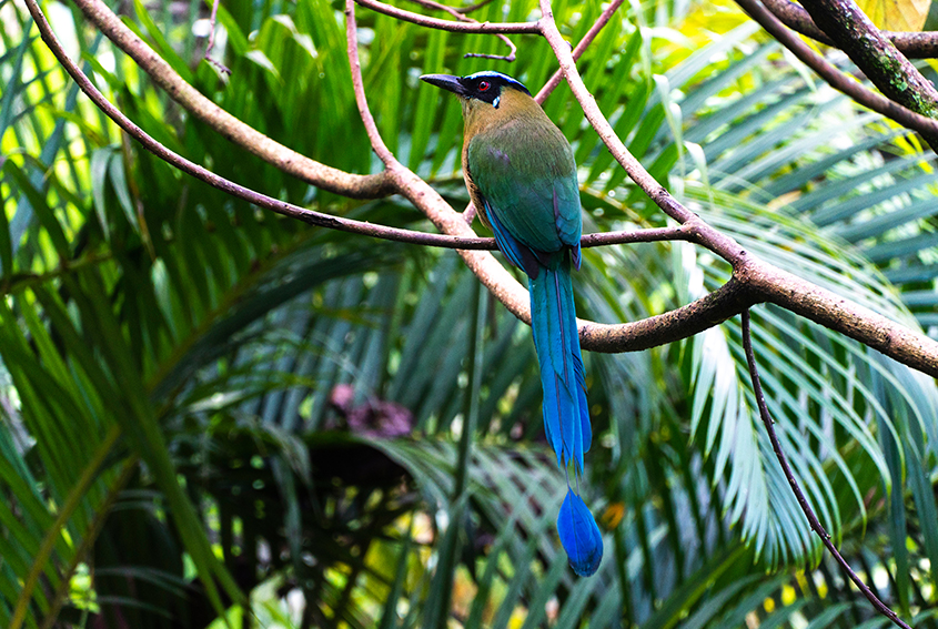 Pajaro Toh