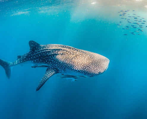 Whaleshark