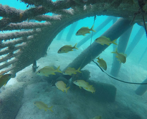 The Royal Cancun Reef