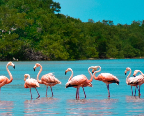 Flamingos