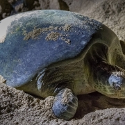 Turtle nesting