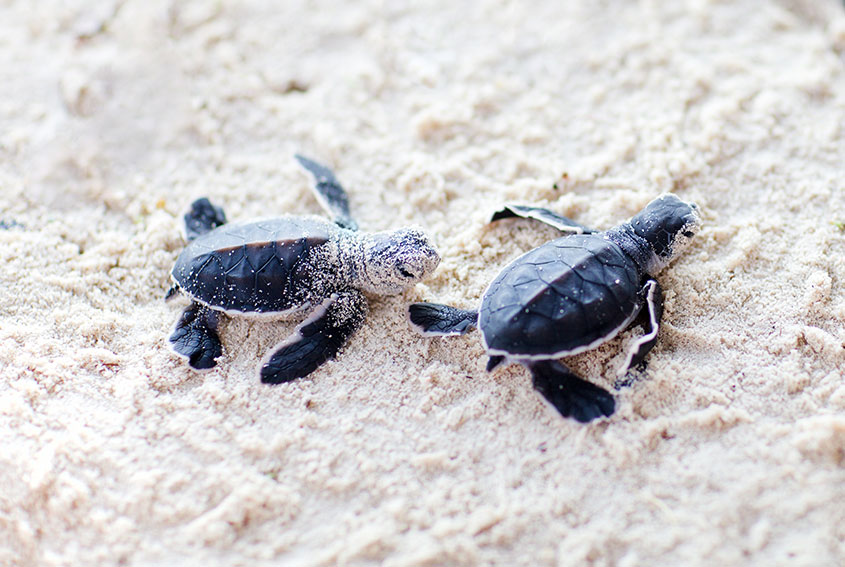Tortuguitas