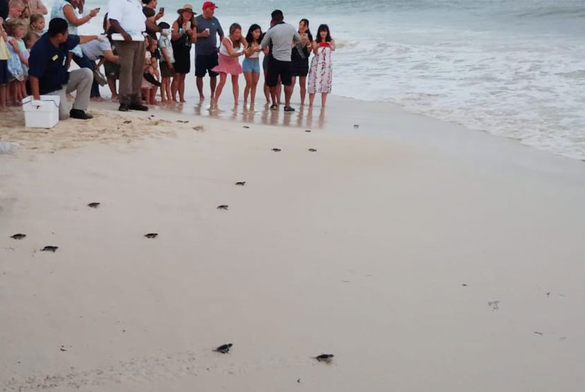 Liberación de tortugas
