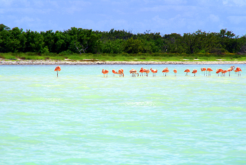 Holbox, flamingos