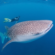 Tiburón ballena