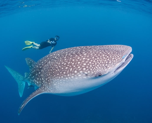 Whale shark