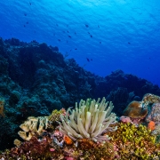 Cozumel Reef