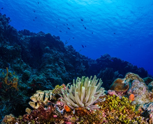 Cozumel Reef