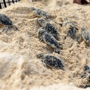 Turtles