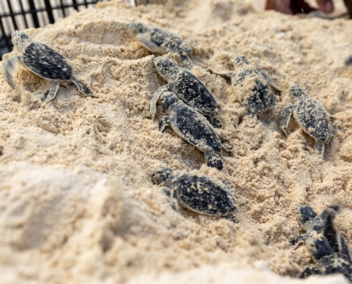 Turtles