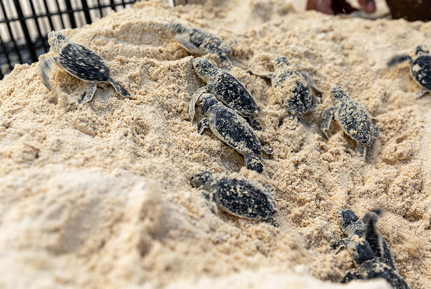 Turtles