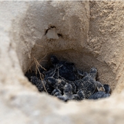 Turtle nest