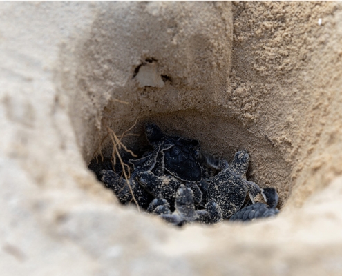 Turtle nest