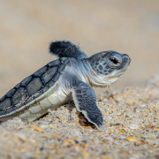 Baby green turtle