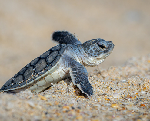 Baby green turtle