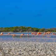 Flamingos in Rio Lagartos