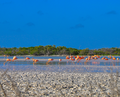 Flamingos in Rio Lagartos
