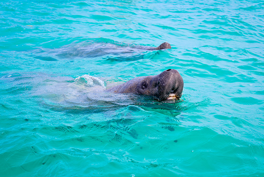 Manatees in Sian Ka’an