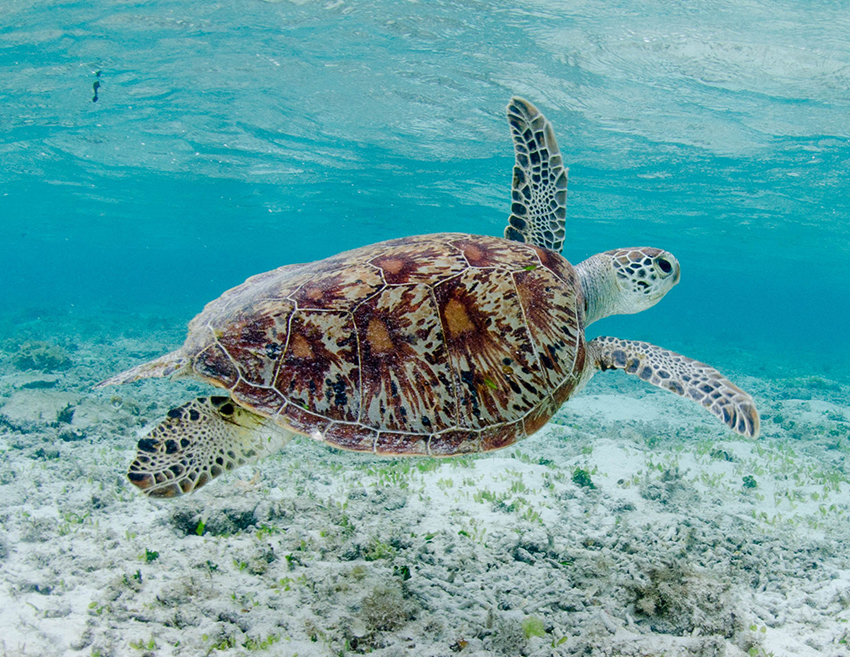 морская черепашка домашняя. морская черепаха с черепашатами. морская черепаха дома. морские черепахи домашние. красновая морская черепаха.