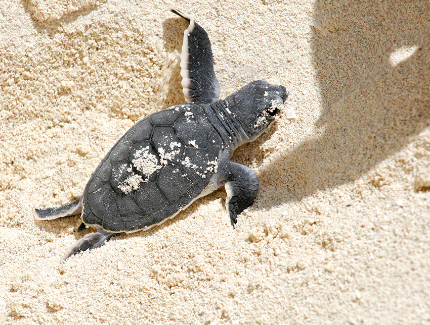 Baby Turtle