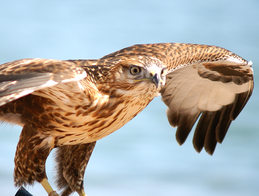Falcon
