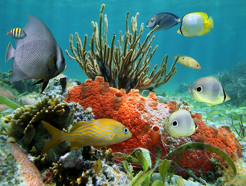 Mesoamerican Reef
