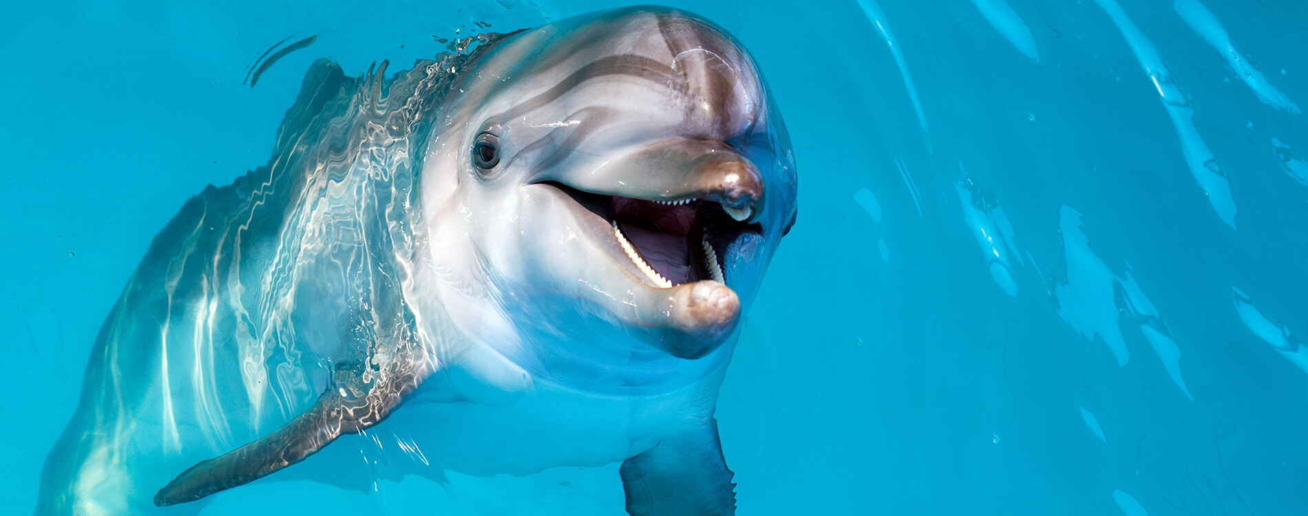 SWIM WITH DOLPHINS Category 