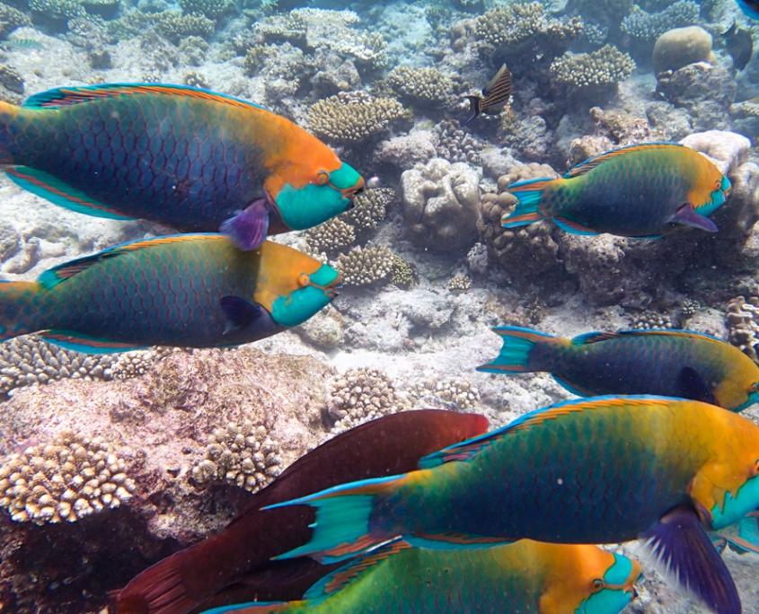 Parrotfish