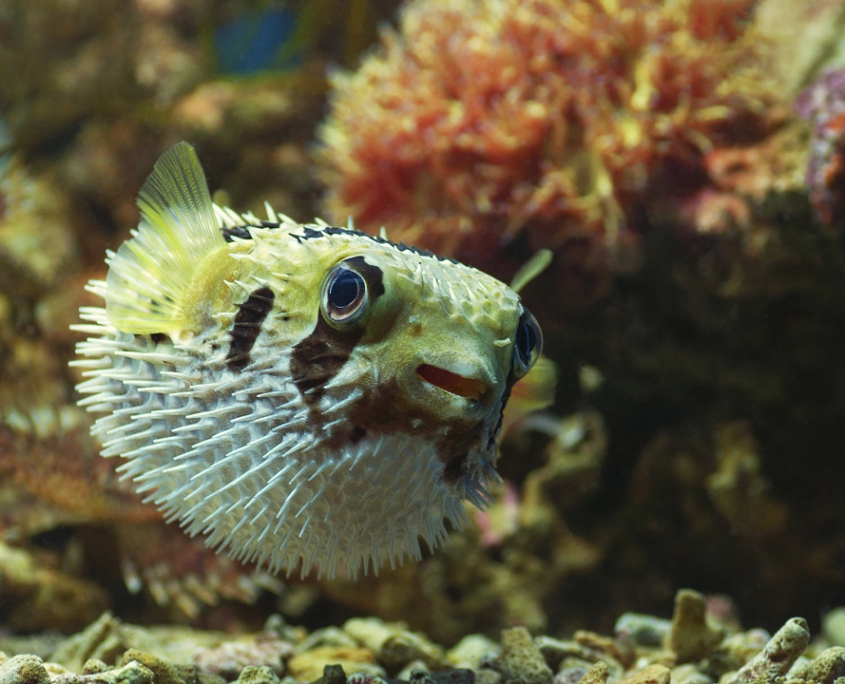 Porcupine Fish