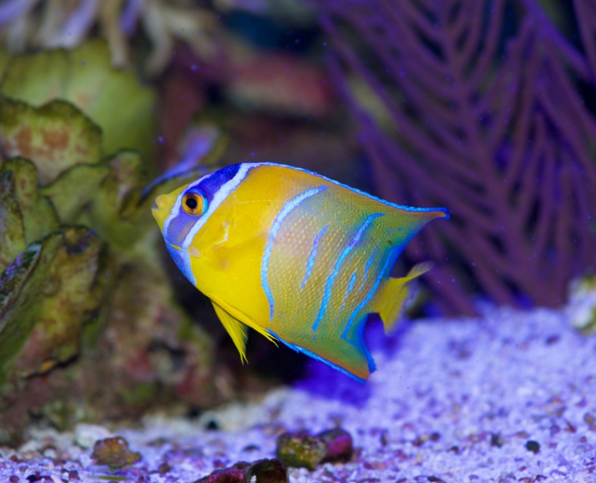 Queen Anglefish