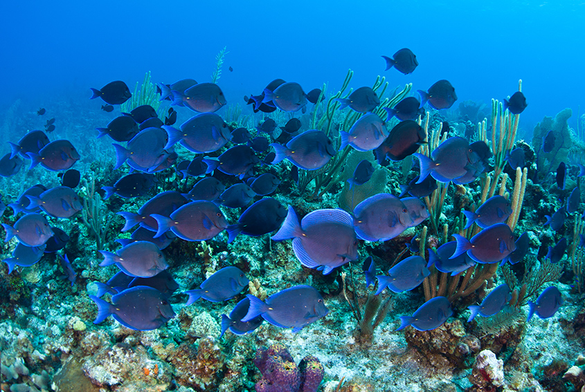 Blue tangs