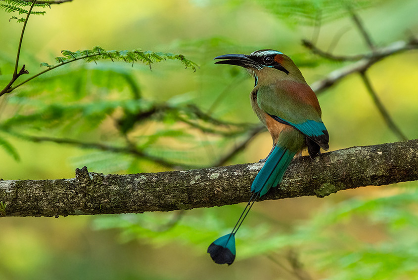 Motmot